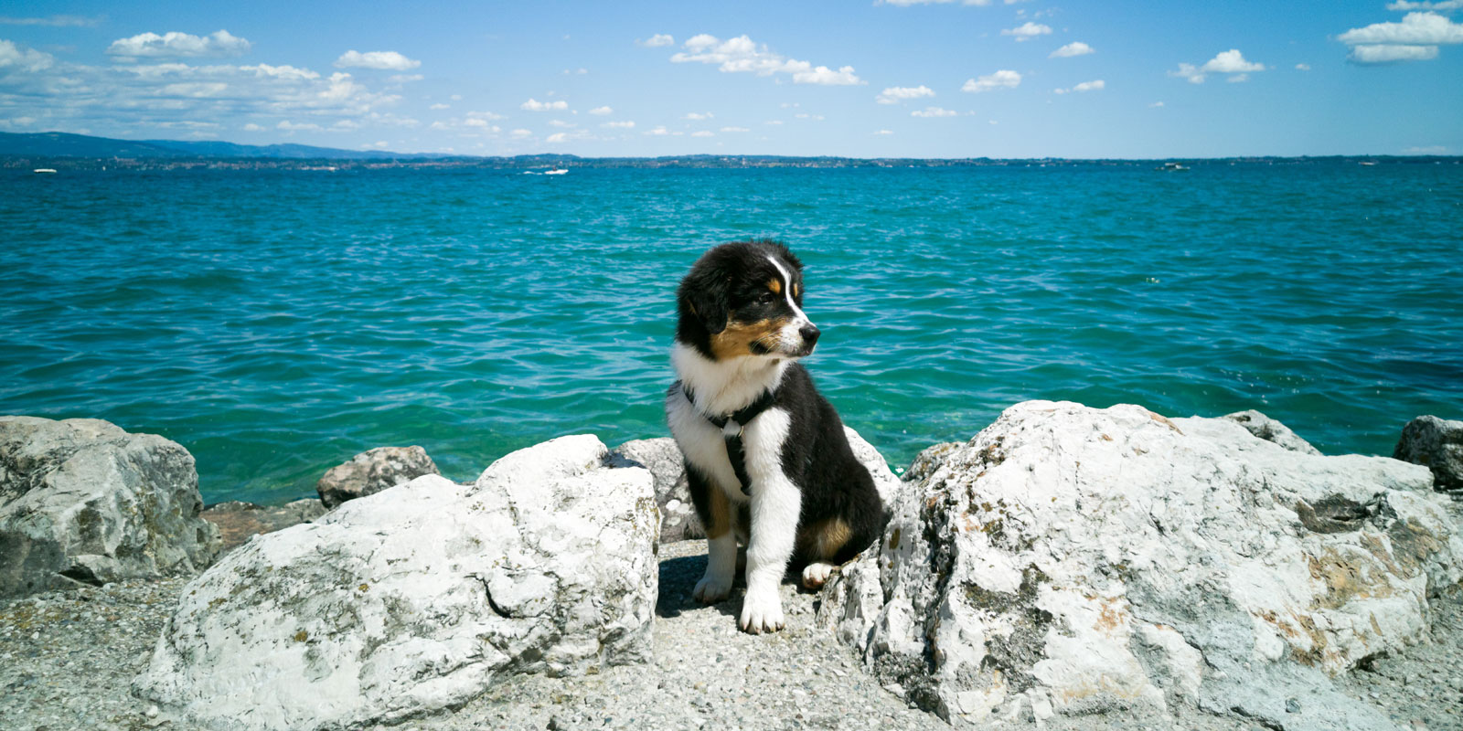 Hotel Arena pet friendly a Sirmione